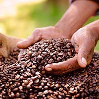 Coffee bean