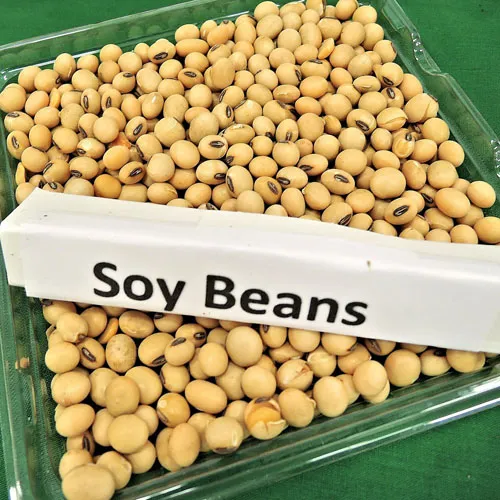 Soy Beans